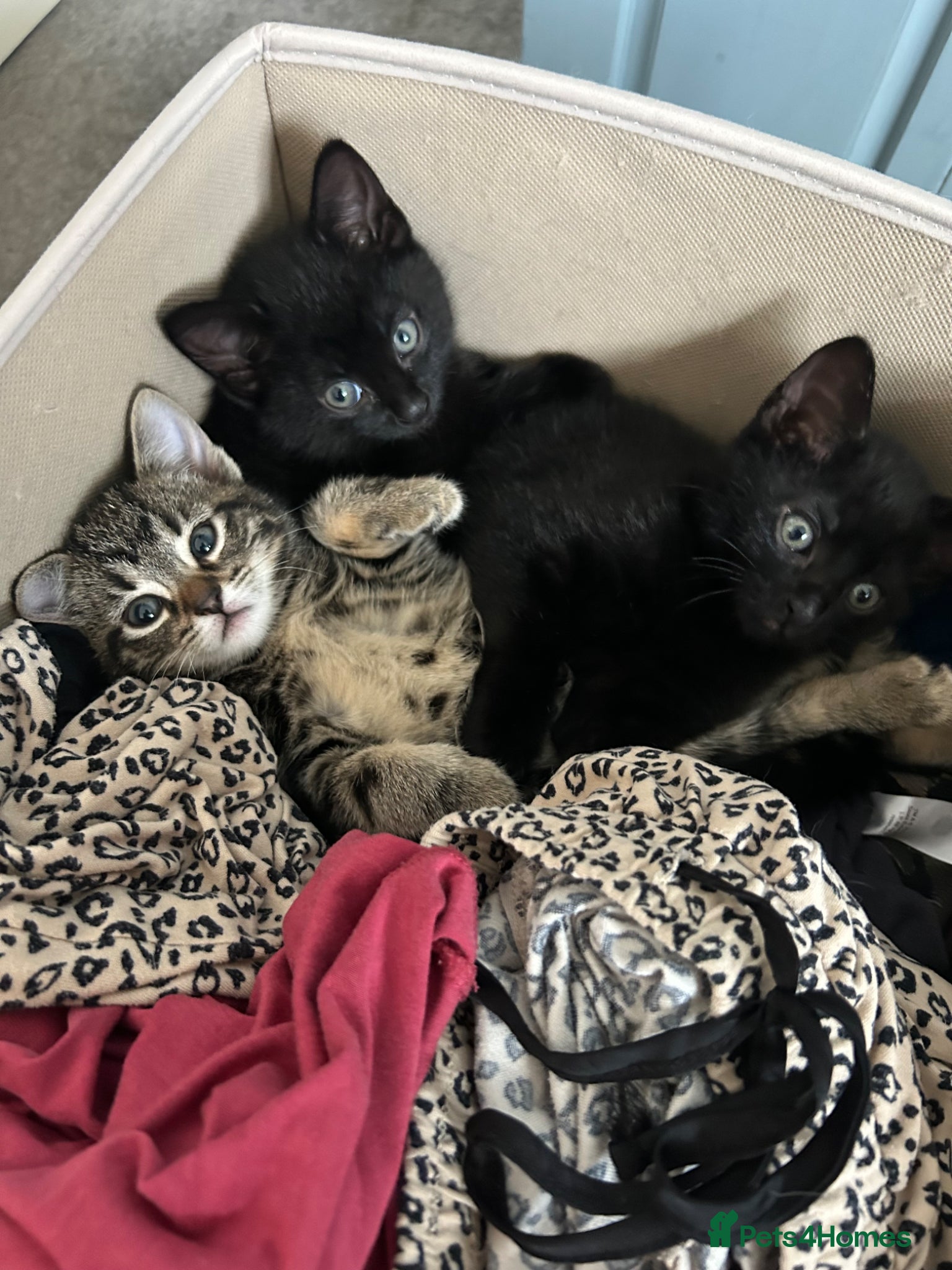 Bengal cats Beautiful bengal cross Russian blue tabby girl  - Advert 2