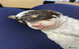 Toy Poodle dogs for sale: Toy poodle boy chocolate and white  - Advert 16