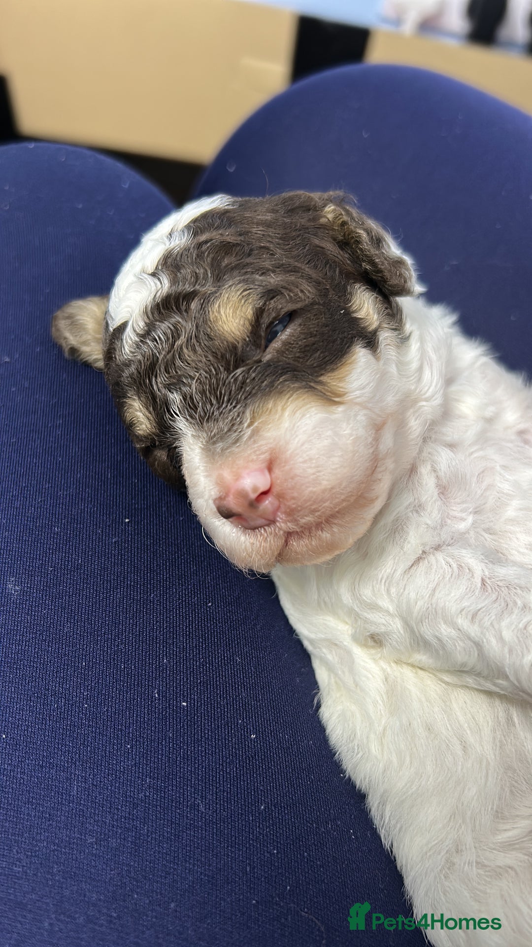 Toy Poodle dogs for sale: Toy poodle boy chocolate and white  - Advert 16