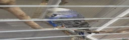 Budgerigars birds for sale: Adult show type blue budgies - Advert 17