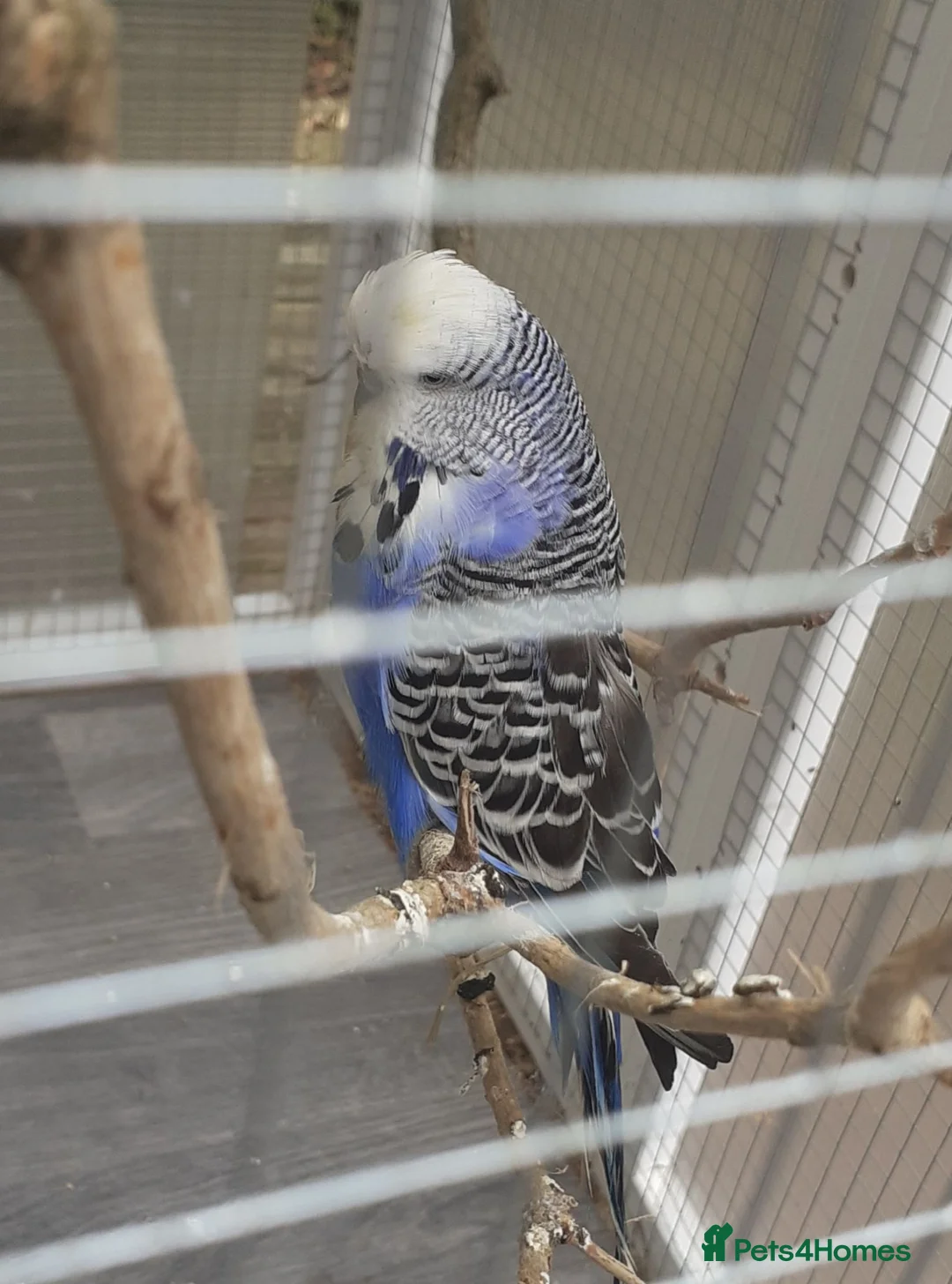 Budgerigars birds for sale: Adult show type blue budgies - Advert 17