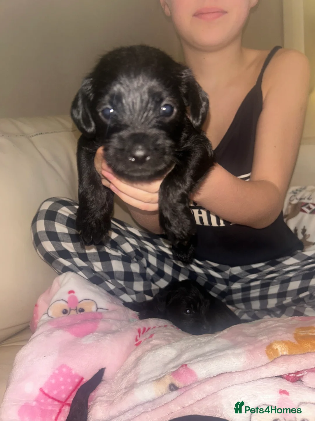 Cavapoochon dogs for sale: Stunning Cavapoochons - Advert 2