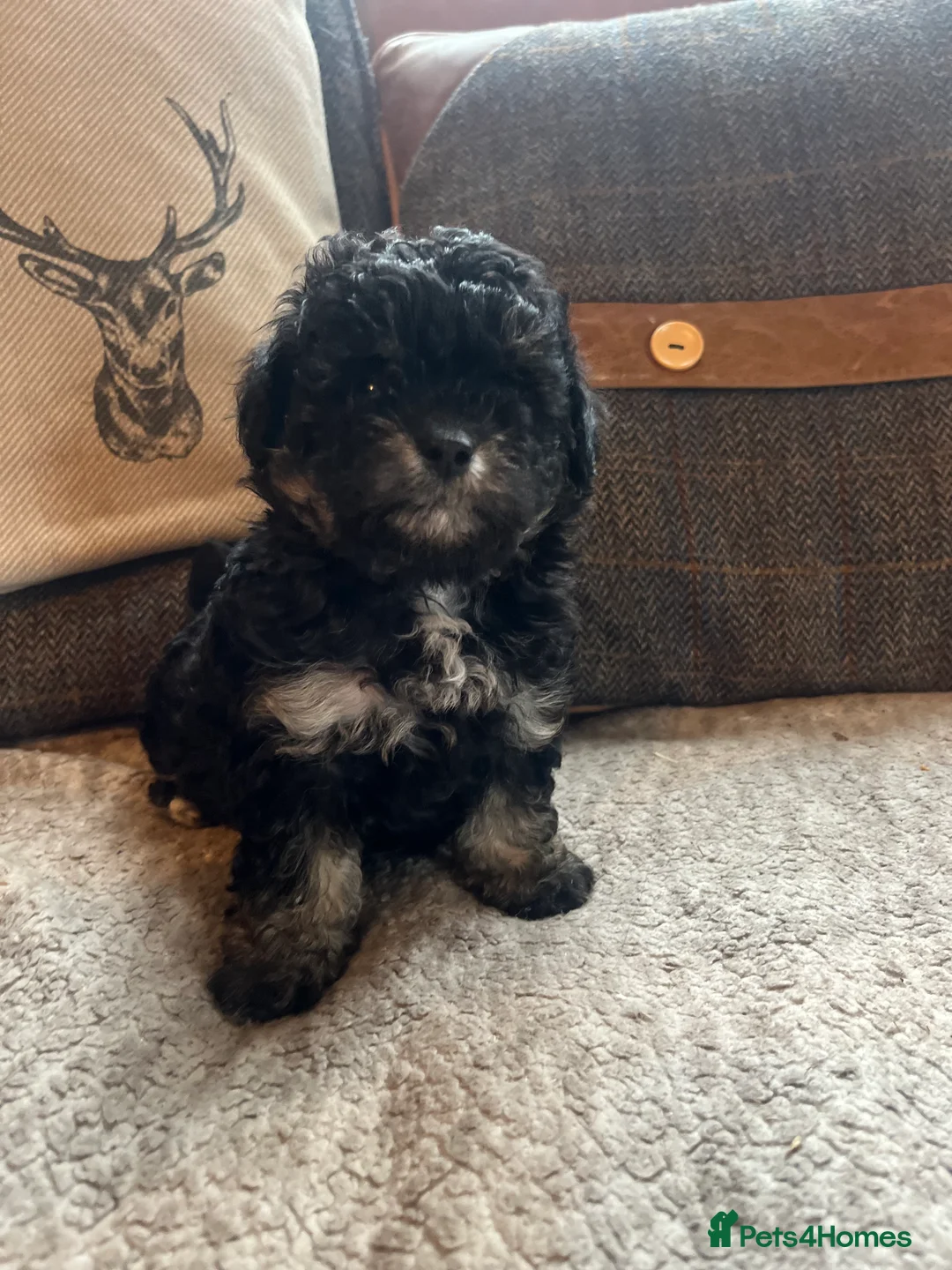 Shihpoo dogs for sale: Imperial Shitzu x toy poodle (3/4 Toy Poodles )    - Advert 6