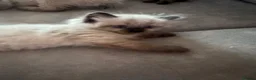 Ragdoll cats for sale: Ragdoll kittens - Advert 9
