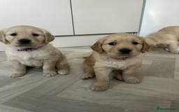 Golden Retriever dogs for sale: Golden Retriever Puppies 5 Generation Pedigree.. - Image 10