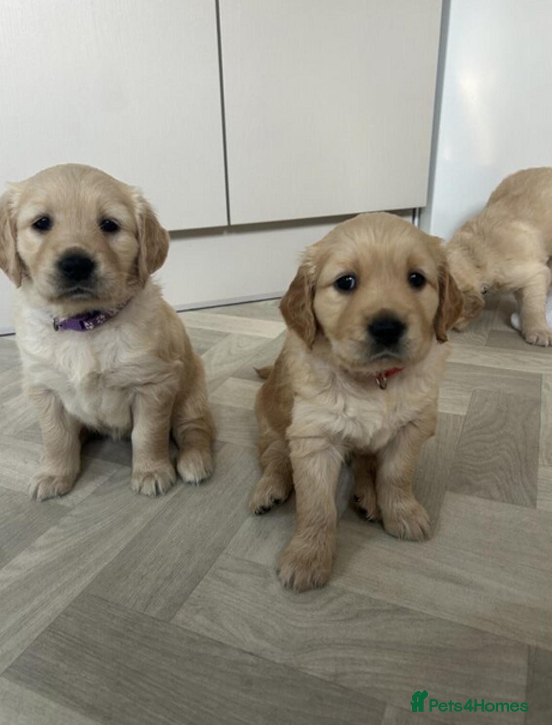 Golden Retriever dogs for sale: Golden Retriever Puppies 5 Generation Pedigree.. - Image 10