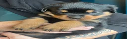 Rottweiler dogs for sale: Health tested Rottweiler puppy’s for sale  - Advert 10