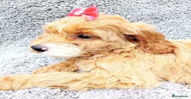 Cockapoo dogs - Advert 2