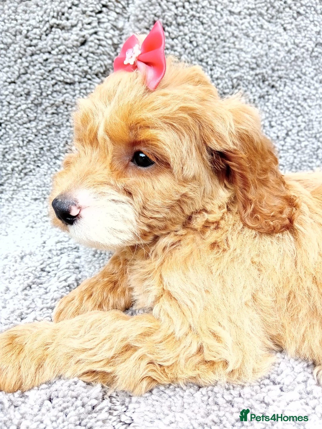 Cockapoo dogs for sale: Cockerpoo puppies - Image 3