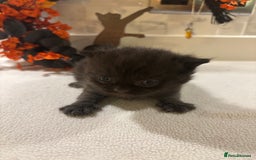 Mixed Breed cats for sale: Mixed British shorthair kittens! 🐈‍⬛  - Image 12
