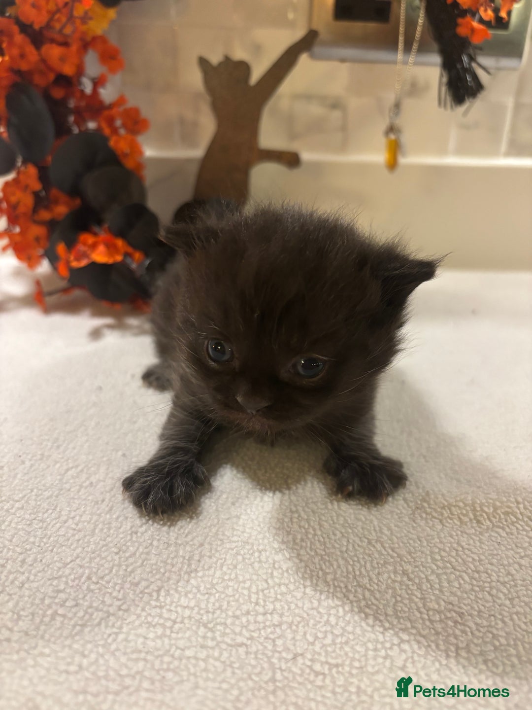 Mixed Breed cats for sale: Mixed British shorthair kittens! 🐈‍⬛  - Image 12
