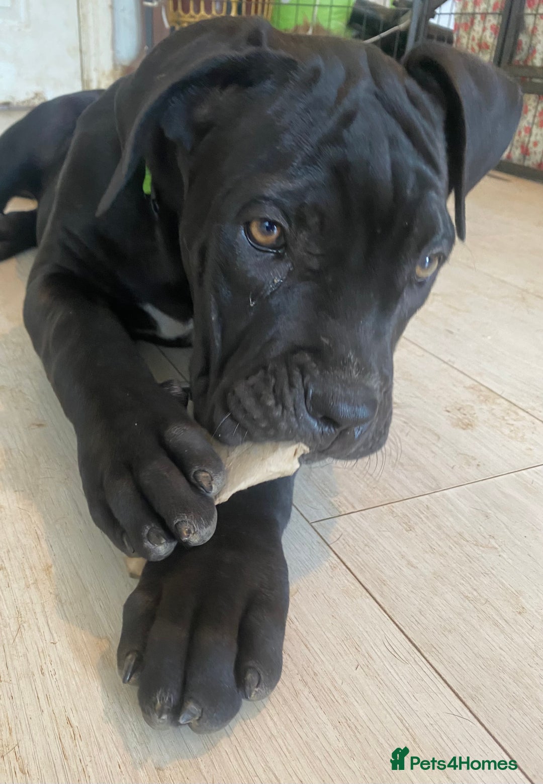 Cane Corso dogs for sale: Big Pure Cane Corso Puppies Ready Now!  - Image 23