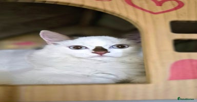 Munchkin cats - Advert 3