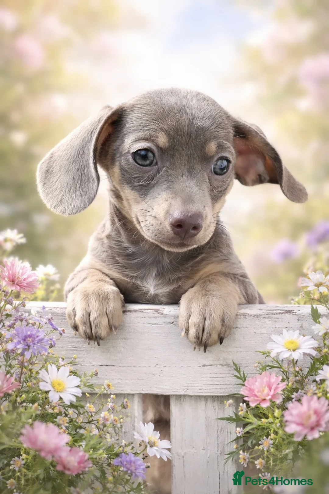 Chiweenie dogs for sale: Lilac & tan Chiweenie ready now in Hailsham - Advert 1