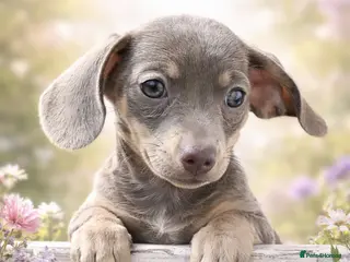 Chiweenie dogs Lilac & tan Chiweenie ready now - Advert 1