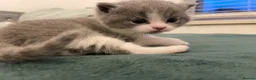 British Shorthair cats for sale: Beautiful British Shirt Hair Kittens - Advert 14