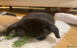 Mini Lop rabbits for sale: Two black mini lops - Image 3