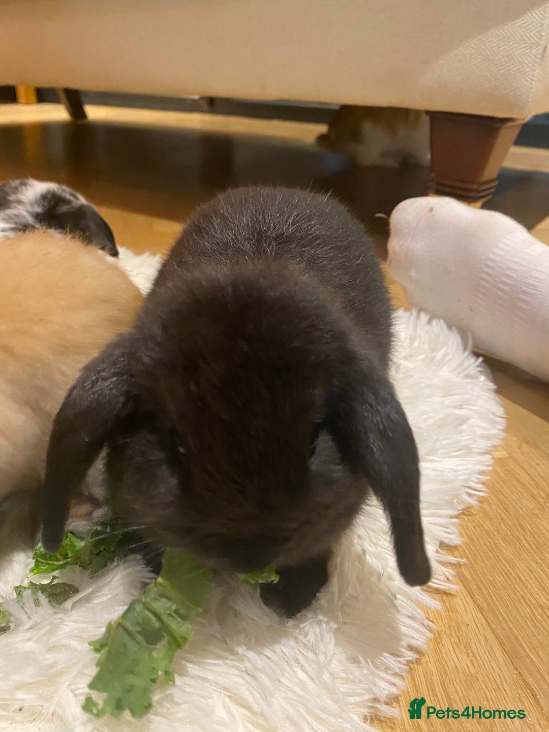 Mini Lop rabbits for sale: Two black mini lops - Image 3