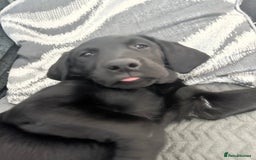 Labrador Retriever dogs for sale: Black lab  - Image 5