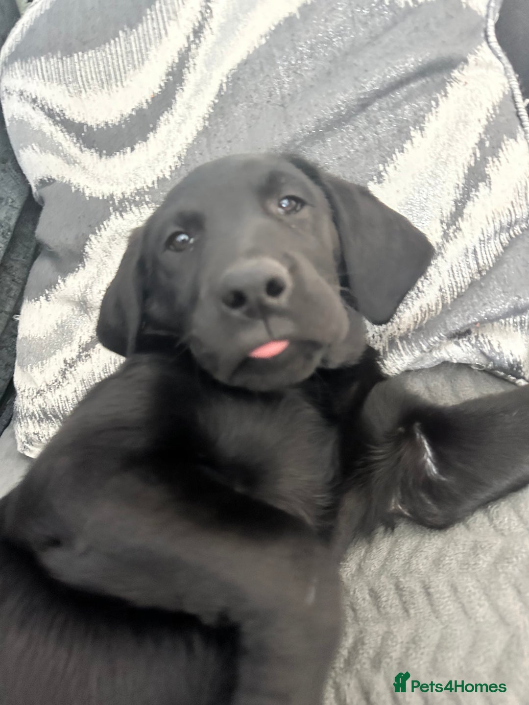 Labrador Retriever dogs for sale: Black lab  - Image 5