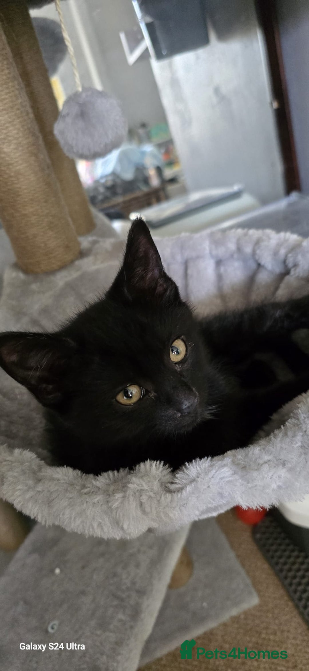 Mixed Breed cats for adoption: Kittens for adoption - Image 3