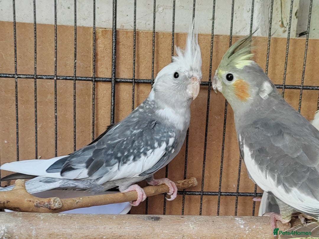 Cockatiels birds for sale: Cockatiels and Kakariki - Image 3
