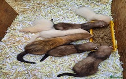 Ferret rodents for sale: Ferret kits for sale - Image 2