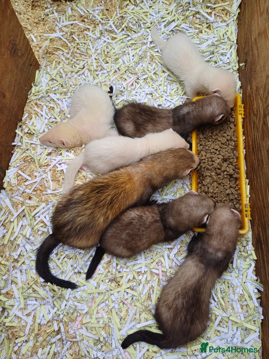 Ferret rodents for sale: Ferret kits for sale - Image 2