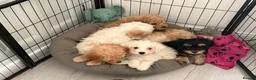 Mixed Breed dogs for sale: 1 BOY LEFT TO GO! 8 Beautiful Cavapoochon Puppies - Advert 10