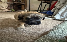 Shihpoo dogs for sale: 4 shihpoo males  in Telford - Image 17