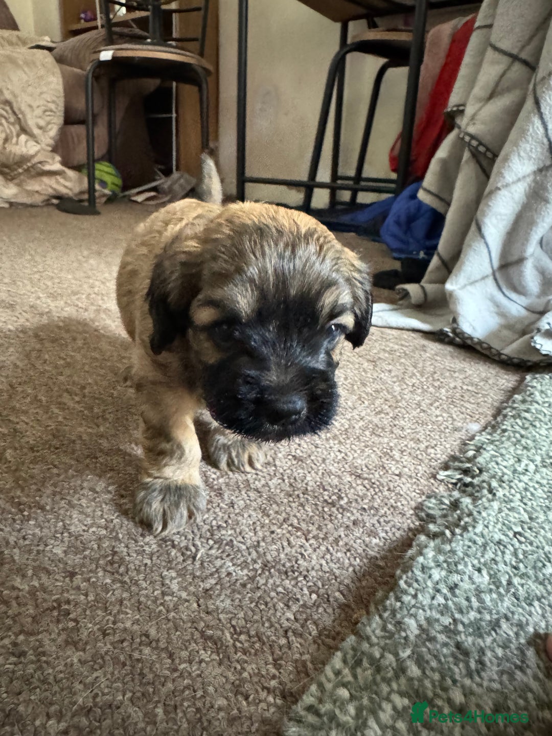 Shihpoo dogs for sale: 4 shihpoo males  in Telford - Image 17