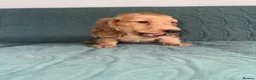 Dachshund dogs for sale: 🐾 Beautiful Long-Haired Dachshund Puppies 🐾 - Advert 3