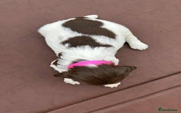 English Springer Spaniel dogs for sale: English Springer Spaniel pups - Image 2