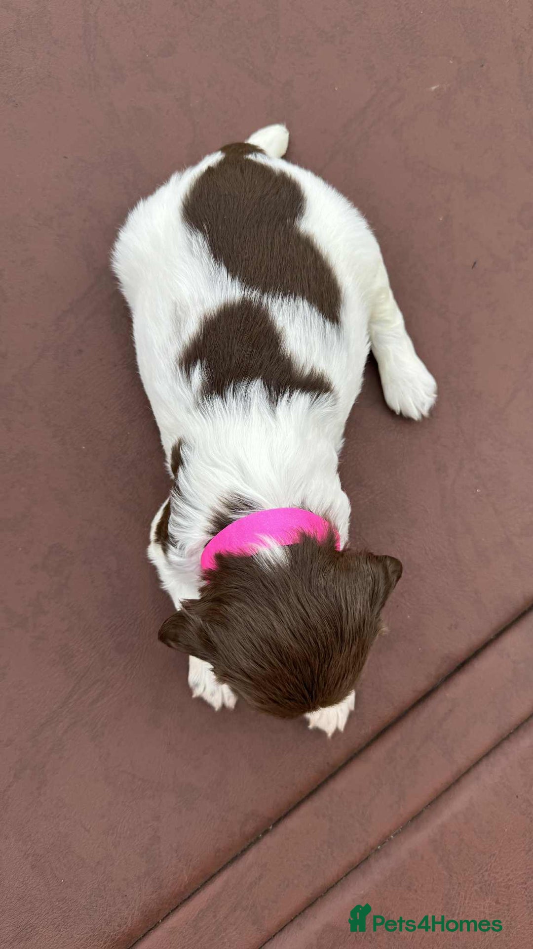 English Springer Spaniel dogs for sale: English Springer Spaniel pups - Image 2