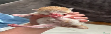 Domestic Shorthair 3