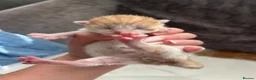 Domestic Shorthair cats for sale: Adorable domestic shorthair kittens  - Advert 5