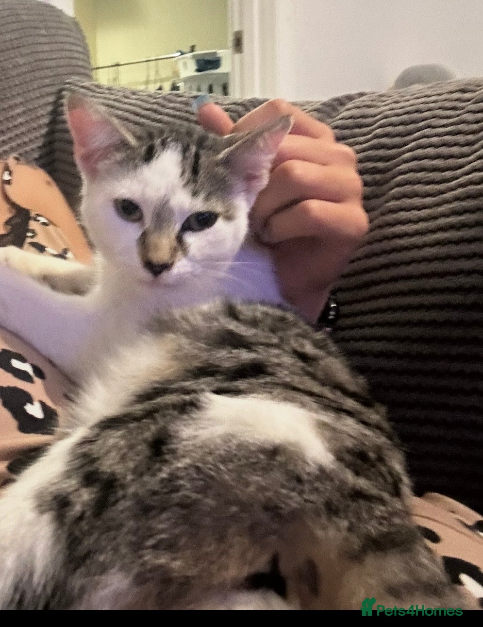 Domestic Shorthair cats kitten for sale  - Advert 12
