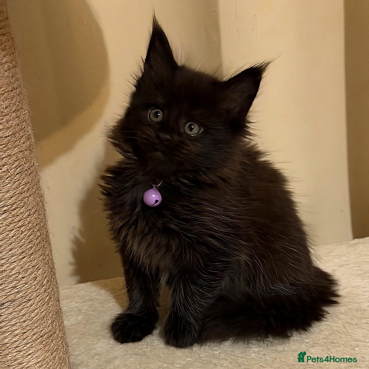 Maine Coon cats 2 Left - Gentle, Playful, Affectionate Maine Coons - Advert 1