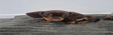 Miniature Dachshund 1
