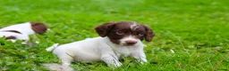 English Springer Spaniel dogs for sale: Working Line Liver And White Springer Spaniels - Advert 18