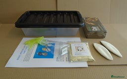 Snails invertebrates for sale: GIANT AFRICAN LAND SNAIL STARTER KIT - Image 1