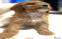 Cavapoo dogs for sale: ⭐️ Black & Tan Female Toy Cavapoo ⭐️ - Image 27