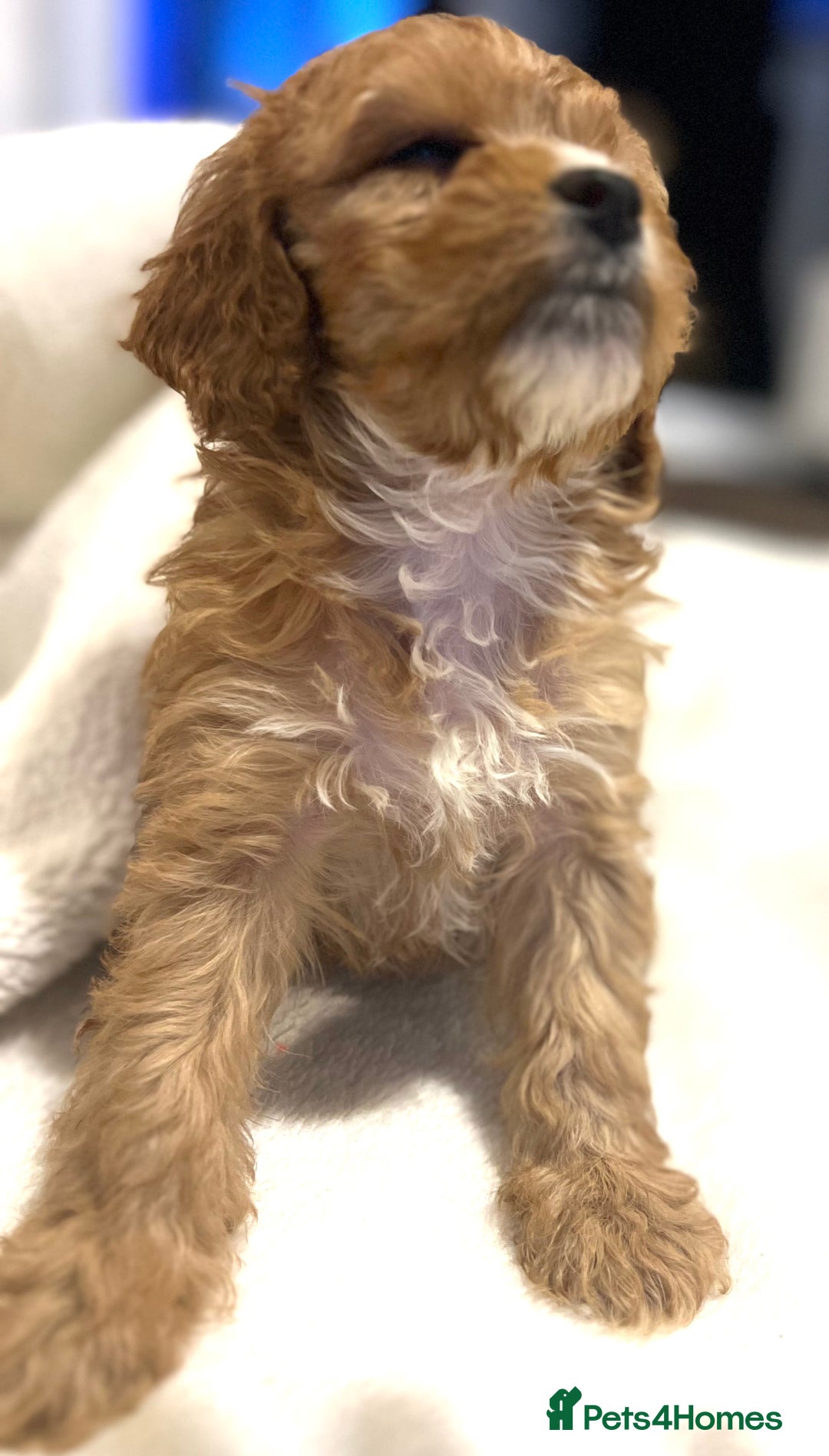Cavapoo dogs for sale: ⭐️ Black & Tan Female Toy Cavapoo ⭐️ - Image 27