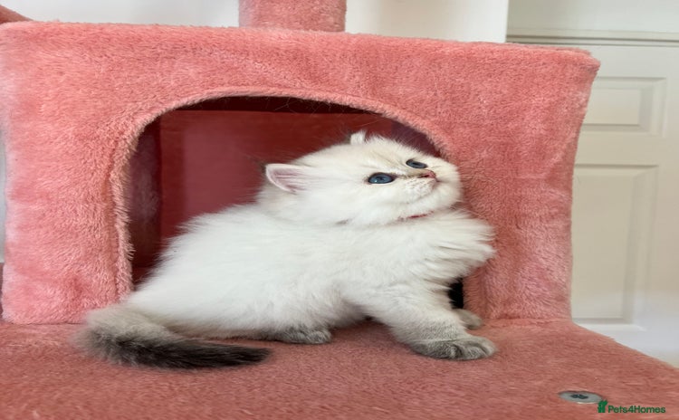 British Longhair cats - Advert 4