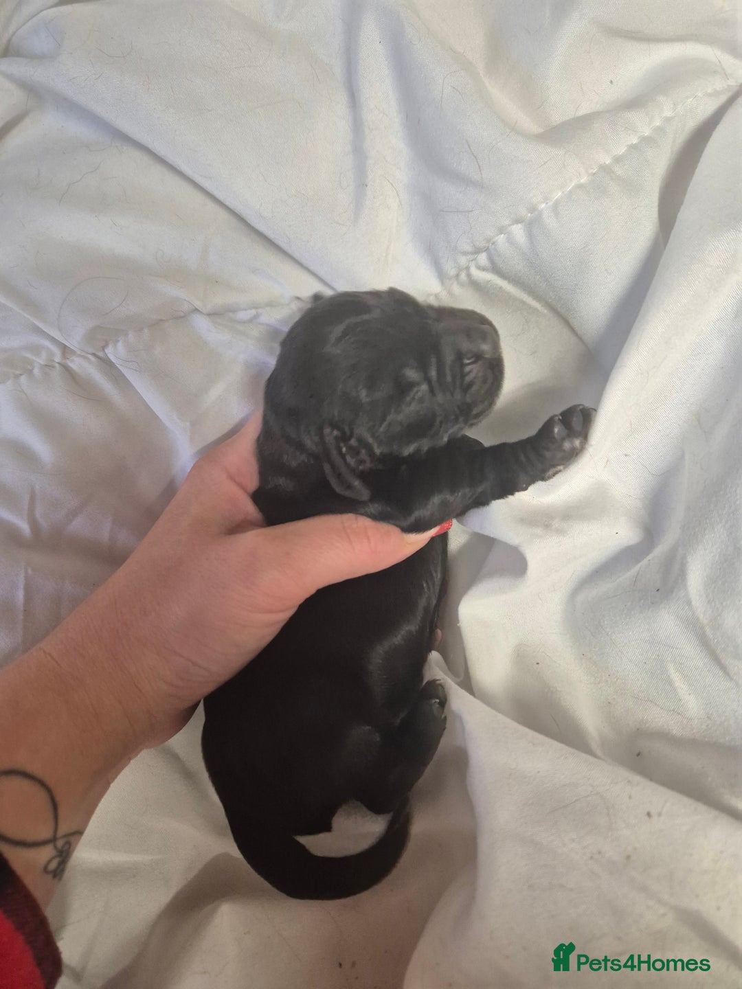 Cocker Spaniel dogs for sale: Stunning cocker spaniel pups - Advert 7