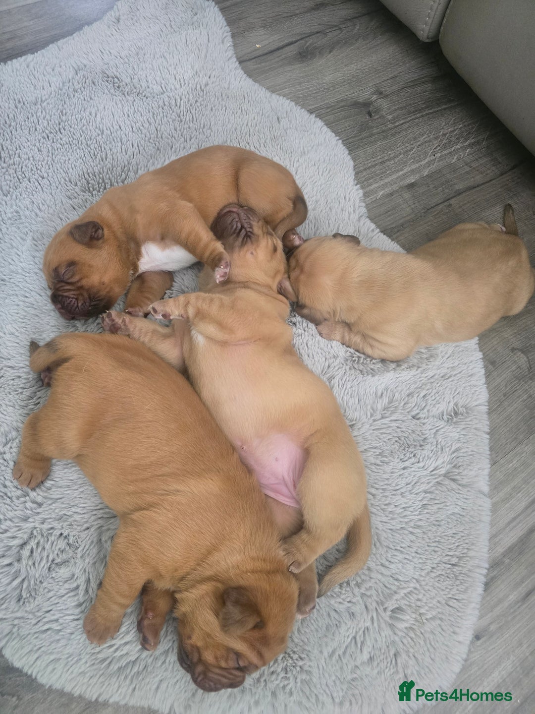 Dogue De Bordeaux dogs for sale: Dogue de bordeaux - Advert 5