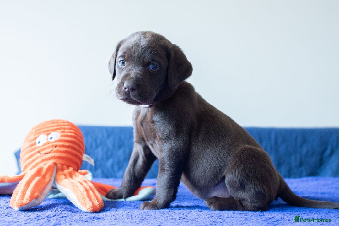 Labrador Retriever dogs for sale: Adorable Labrador Retriever Puppies  🐶💛 - Image 18