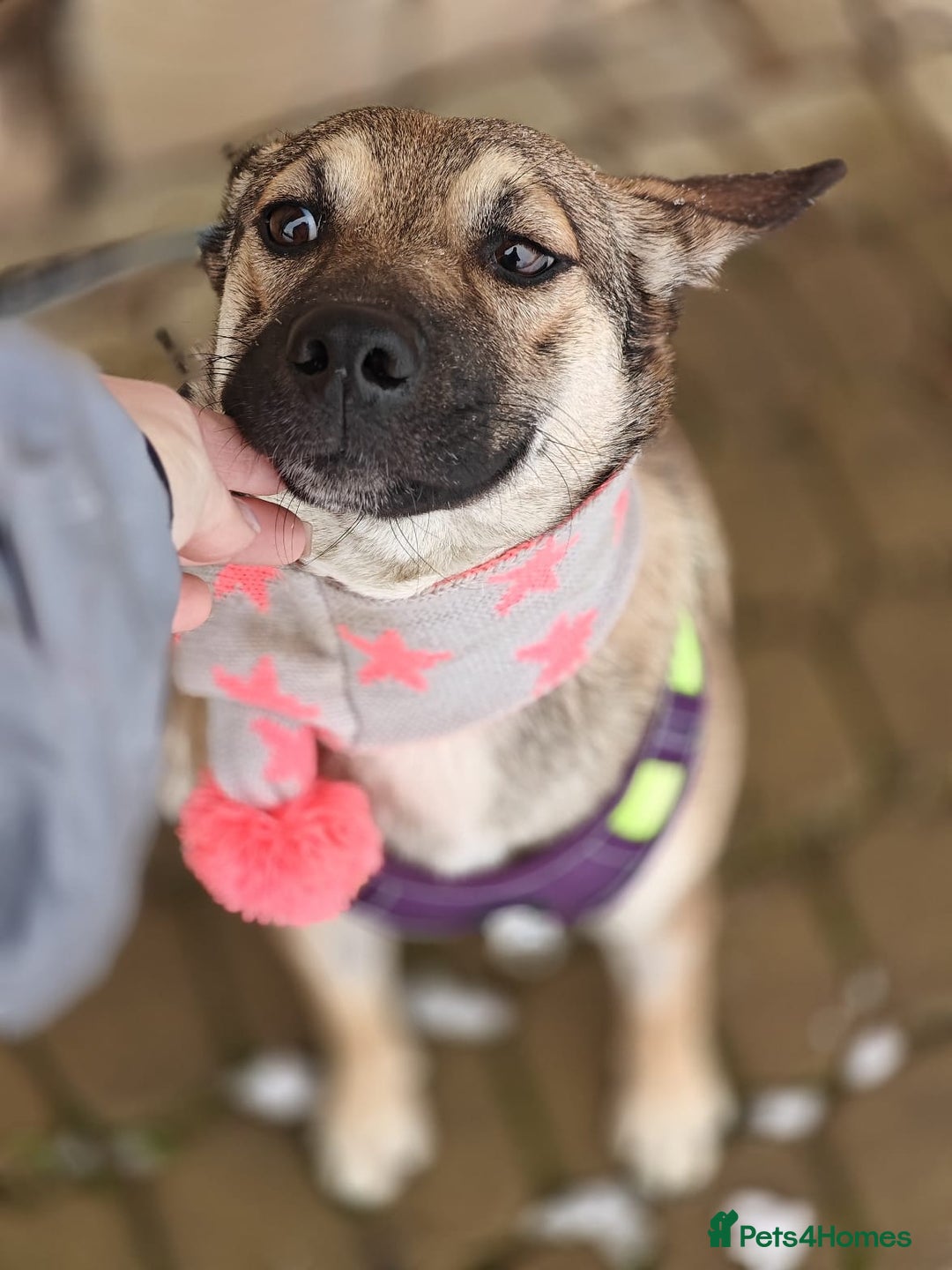 Mixed Breed dogs for adoption: ❤️TESSA – Soft and Gentle Puppy❤️ - Advert 5