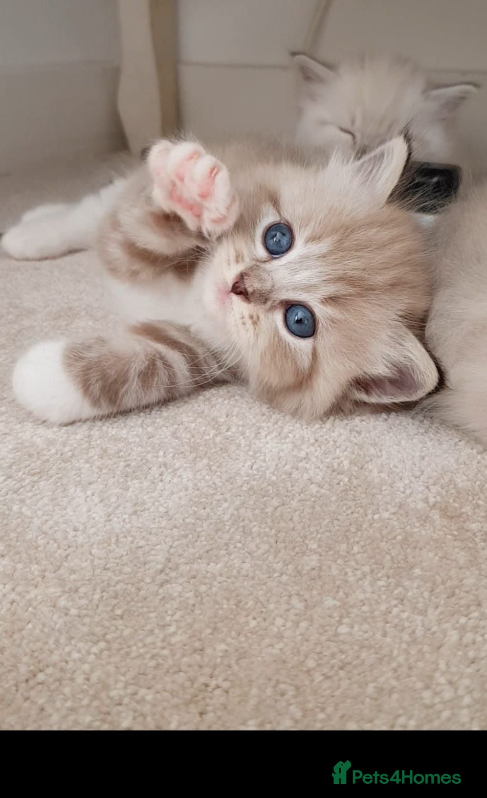 Ragdoll cats Stunning Rare Mink and Traditional Ragdolls. TICA - Advert 1