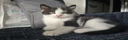Mixed Breed cats for sale: 2 adorable black and white kittens - Advert 4